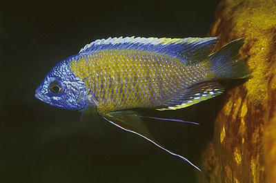 Copadichromis borleyi 'Nkhungu Reef'